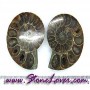 Ammonite Fossil / ฟอสซิลหอย-คู่ [08044159]