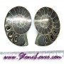  Ammonite Fossil / ฟอสซิลหอย-คู่ [08044167]
