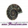 Ammonite Fossil / ฟอสซิลหอย [08044169]