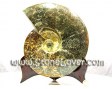 13081101-Ammonite_Fossil