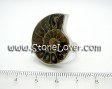 13121404-Ammonite_Fossil