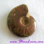  Ammonite Fossil / ฟอสซิลหอย [71619]