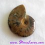 Ammonite Fossil / ฟอสซิลหอย [71620]