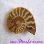 Ammonite Fossil / ฟอสซิลหอย [71650]