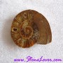 Ammonite Fossil / ฟอสซิลหอย [71651]