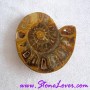 Ammonite Fossil / ฟอสซิลหอย [71654]