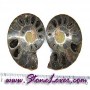 Ammonite Fossil / ฟอสซิลหอย-คู่ [08044161]