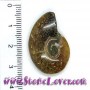 Ammonite Fossil AAA / ฟอสซิลหอย AAA [10078388]