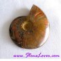 Ammonite Fossil / ฟอสซิลหอย [71615]