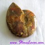 Ammonite Fossil / ฟอสซิลหอย [71626]