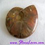 Ammonite Fossil / ฟอสซิลหอย [71627]