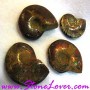  Ammonite Fossil / ฟอสซิลหอย [71655]